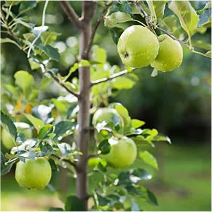 An Granny Smith Apple Tree